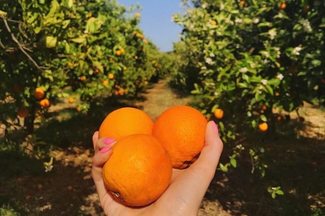 antalya-hallerinde-meyve-fiyatlarinda-yuzde-43,57'lik-artis