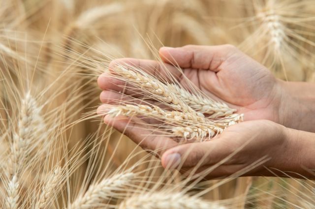 arpa-fiyatlarinda-rekor-artis