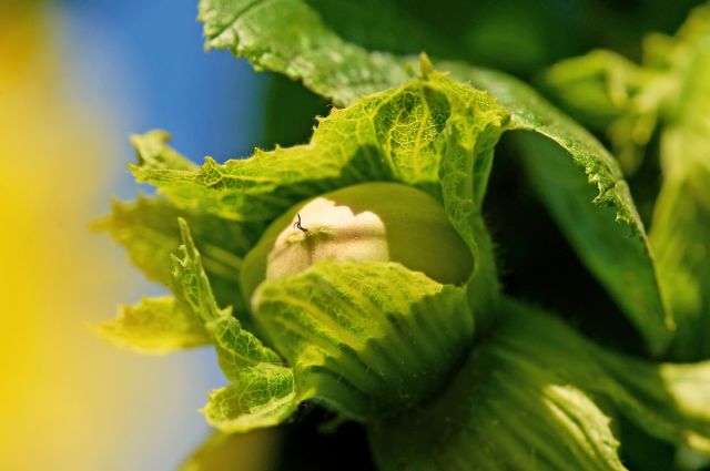 ferrero,-sirbistan-ve-sili’de-yeni-yatirimlarla-kuresel-findik-agini-guclendiriyor
