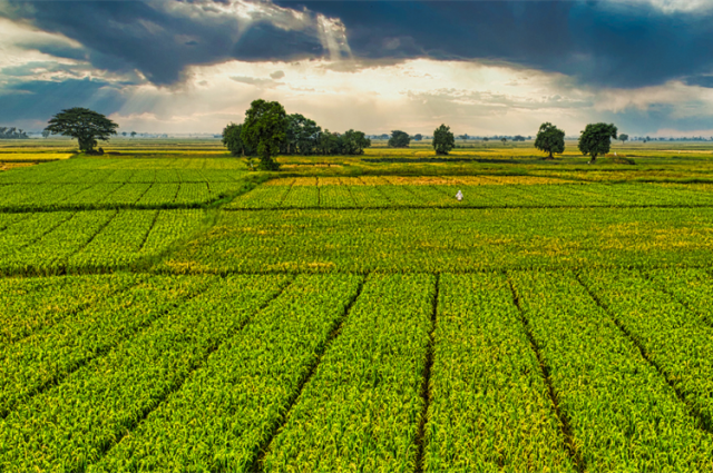 tarim-bakani-yumakli:-1,6-milyar-tl-destek-odemesi-hesaplarda