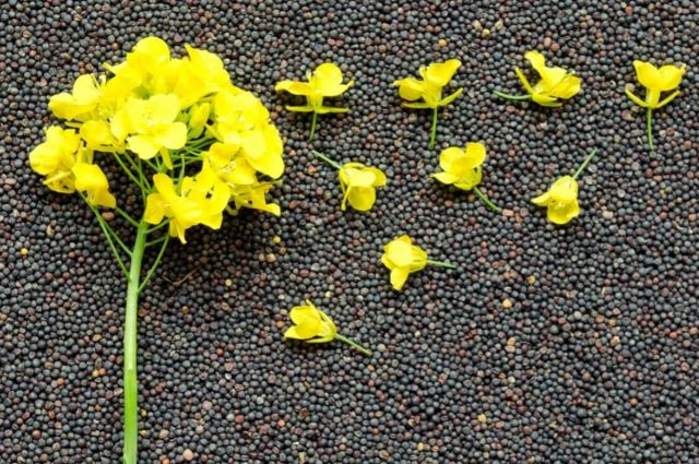 ukrayna’da-kolza-kuspesi-ihracati-yuzde-70-artti