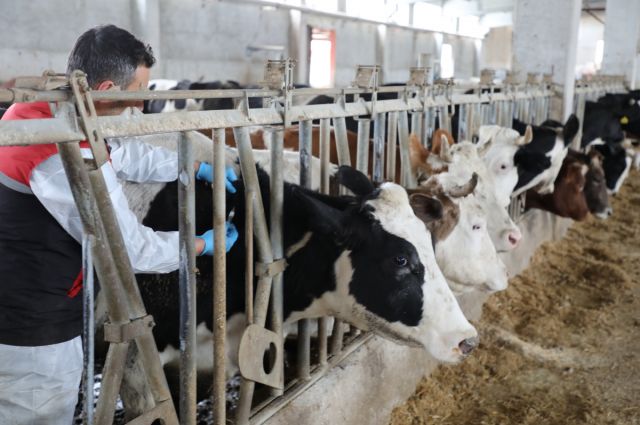 aksaray-ortakoy’de-sap-hastaligi:-9-koy-karantinaya-alindi