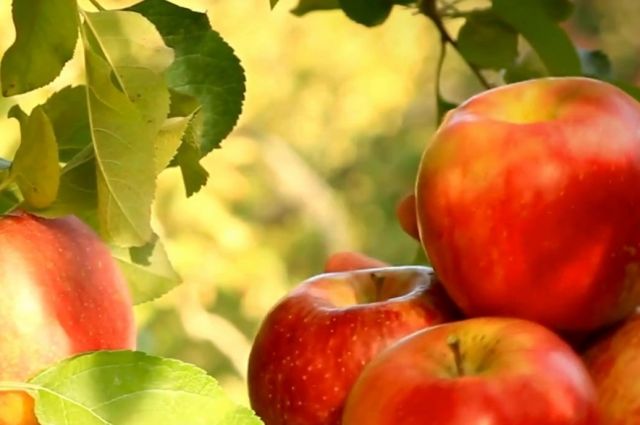 elma-uretiminde-avrupa-lideri-turkiye,-gurcistan’dan-ithalat-yapti