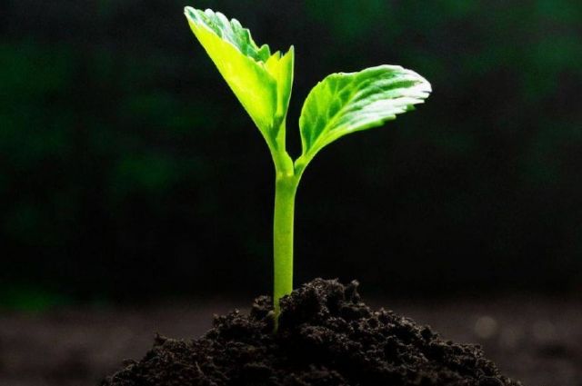 arkansas-universitesi:-gida-atiklari-fide-yetistiriciliginde-kullanilabilir