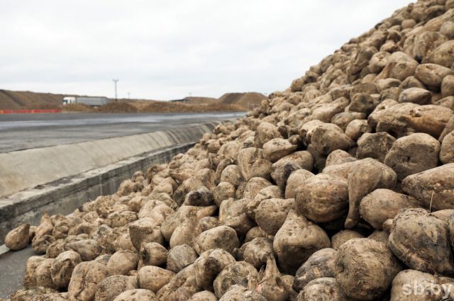 kayseri-seker-2025–2026-pancar-bedeli-odeme-takvimini-acikladi