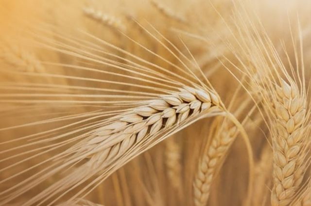 turkiye,-rusya’nin-arpa-ihracatinda-ikinci-buyuk-alici