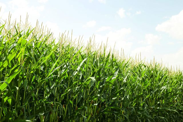 cornell-universitesi:-kuresel-tarim-emisyonlari-10-km-cozunurlukle-haritalandi