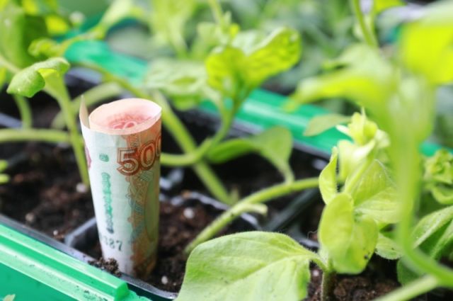 rusya-tarim-bakanligi-subvansiyonlu-krediye-tarim-sigortasi-sarti-getirdi