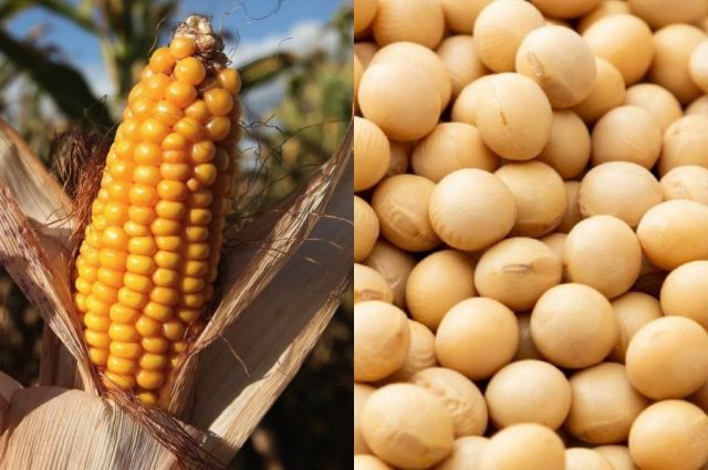 cobank:-abd’de-2026’da-soya-ekimi-artacak,-misir-daralacak