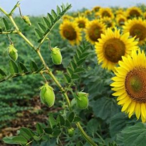 celebi’de-nohut-ve-aycicegi-uretimi-icin-tohum-destegi