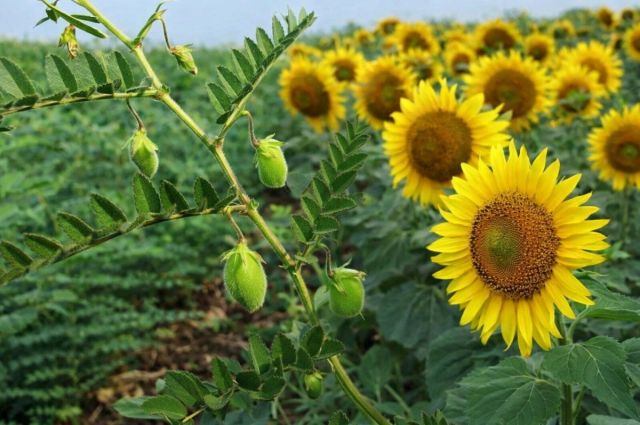 celebi’de-nohut-ve-aycicegi-uretimi-icin-tohum-destegi