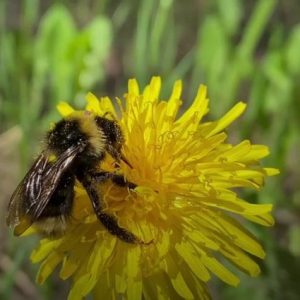 kanadali-bilim-insanlari-bombus-arilarinin-su-altinda-yasadigini-acikladi