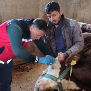 adiyaman’da-sap-ve-brusella-asilamasi-hiz-kesmiyor