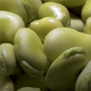 leibniz-enstitusu-baklada-soguga-dayaniklilik-genini-buldu
