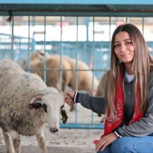 denizli-buyuksehir-572-ureticiye-koyun-koc-destegi-verdi