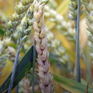bilim-insanlari:-etiyopya’da-fusarium-bugday-uretimini-etkiledi