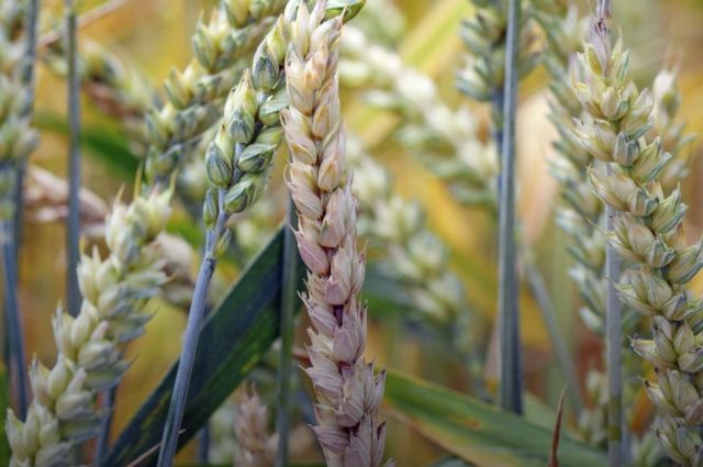 bilim-insanlari:-etiyopya’da-fusarium-bugday-uretimini-etkiledi