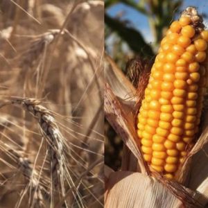 ukraynali-ciftciler-bugday-ve-misir-satisini-durdurdu
