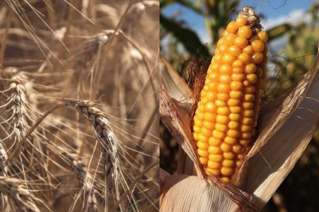 ukraynali-ciftciler-bugday-ve-misir-satisini-durdurdu