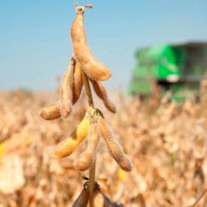 brezilya’da-soya-ihracati-karayolu-tasimaciligini-%15-artirdi