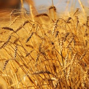 arjantin-bugdayi-rekor-kirdi,-maliyetler-kari-dusurdu