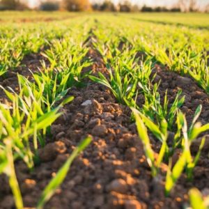 usda:-abd-bugday-ekim-alani-1919’dan-beri-en-dusuk