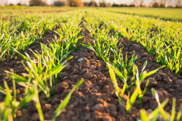 usda:-abd-bugday-ekim-alani-1919’dan-beri-en-dusuk