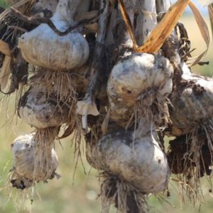 kastamonu’nun-dunyaca-unlu-lezzeti!-dunya-pazarinda