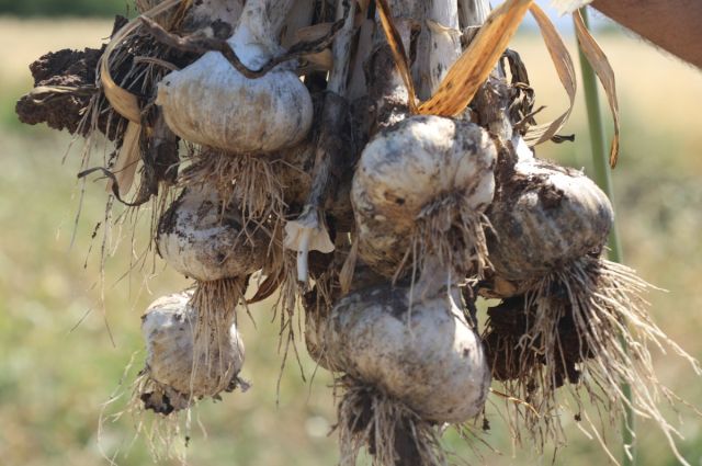kastamonu’nun-dunyaca-unlu-lezzeti!-dunya-pazarinda