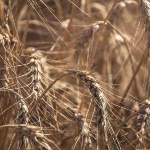 pakistan’da-bugday-uretimi-dususte,-ithalat-artabilir