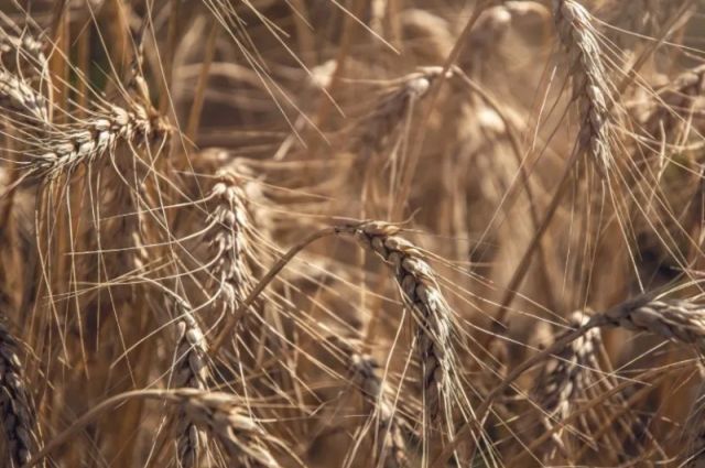 pakistan’da-bugday-uretimi-dususte,-ithalat-artabilir