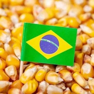 usda:-brezilya’da-misir-uretimi-136-milyon-tonla-rekora-kosuyor
