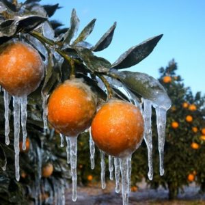 meteoroloji:-kuvvetli-yagis-ve-zirai-don-riski-var