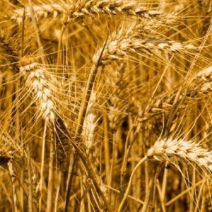 sovecon:-ukrayna-2026-tahil-uretim-tahminini-dusurdu