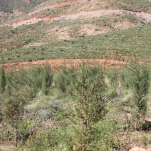 ogm:-corum’da-kacak-yapilar-kontrol-altina-alindi