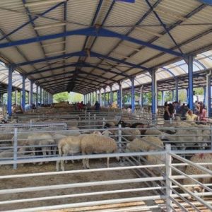 gonen-hayvan-pazari-sap-nedeniyle-kapatildi