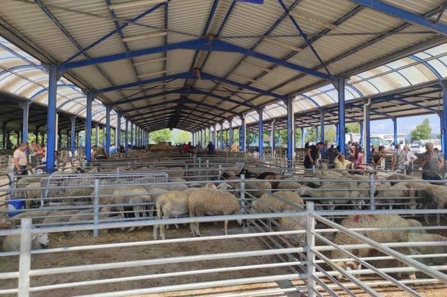 gonen-hayvan-pazari-sap-nedeniyle-kapatildi