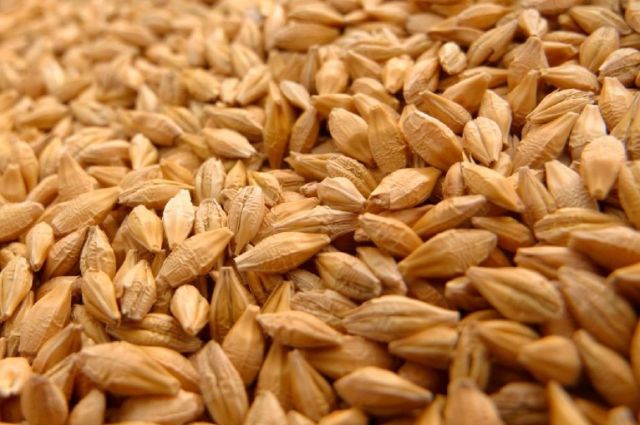 rusya-tarim-bakanligi-arpa-ve-misir-ihracat-vergisini-sifirladi