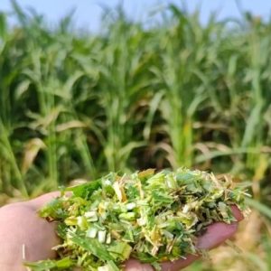 bursa-il-tarim-mudurlugu-%75-hibeli-tohum-destegi-verecek