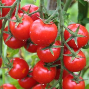 ege-ymsib:-yas-meyve-sebze-ihracati-yuzde-30-artti