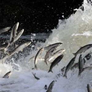 bitlis-il-tarim-mudurlugu-inci-kefali-av-yasagini-duyurdu