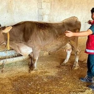 mardin’de-sap-asilama-orani-yuzde-72’ye-ulasti