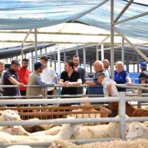 2026-kurbanlik-fiyatlari-listesi-netlesti