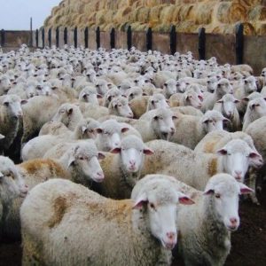 osman-turkman:-toklu-fiyatlari-270-tl’ye-ulasti