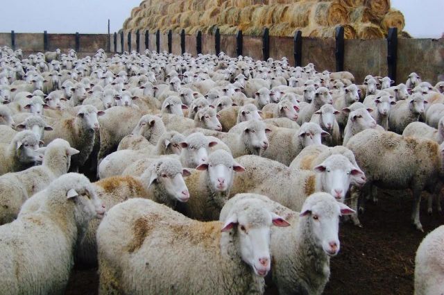 osman-turkman:-toklu-fiyatlari-270-tl’ye-ulasti