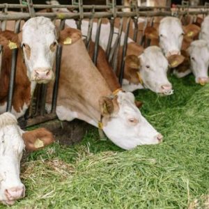 tuik:-turkiye'de-toplanan-inek-sutu-miktari-subatta-azaldi