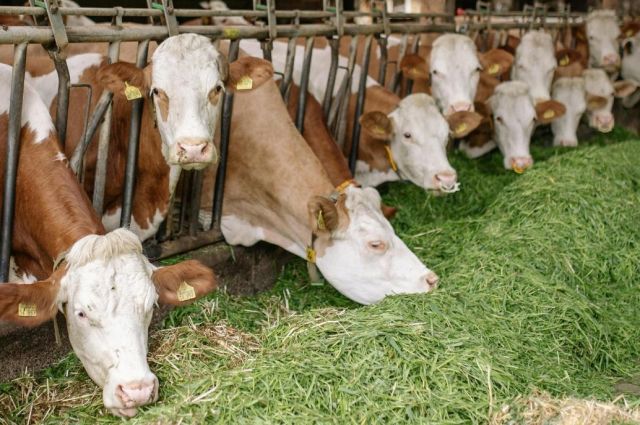 tuik:-turkiye'de-toplanan-inek-sutu-miktari-subatta-azaldi