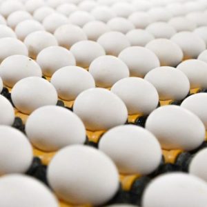 tuik:-turkiye’de-tavuk-yumurtasi-uretimi-subatta-%17,6-artti