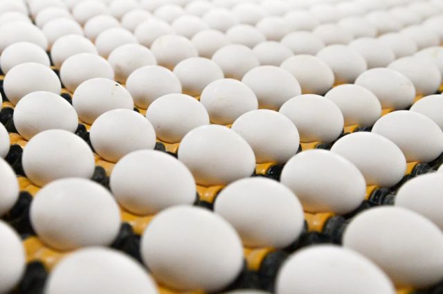 tuik:-turkiye’de-tavuk-yumurtasi-uretimi-subatta-%17,6-artti
