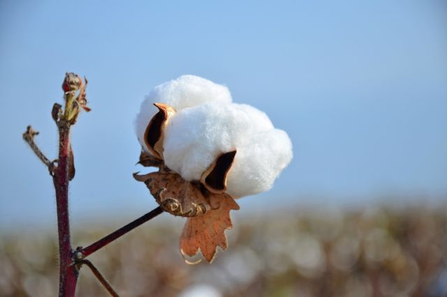 bilim-insanlari-pamukta-uc-yeni-genom-haritasi-olusturdu